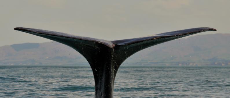 Kaikoura Whale