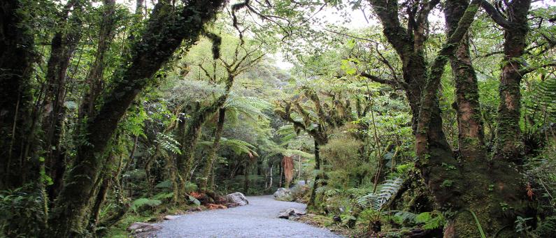 Te Ara a Waiau Walkway in Westland Tai Poutini National Park 