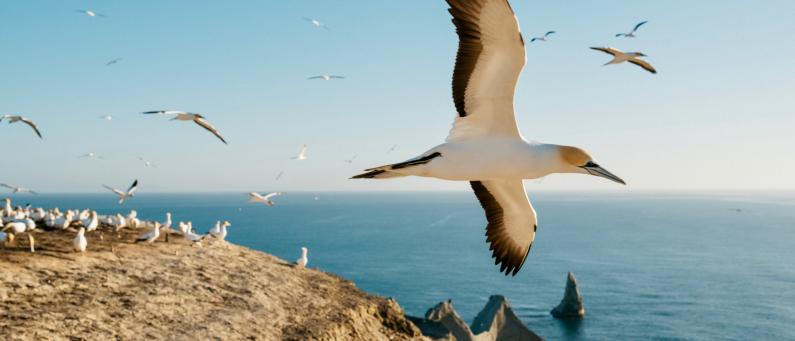 Cape Kidnappers Gannets