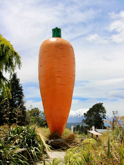 Ohakune carrot INP