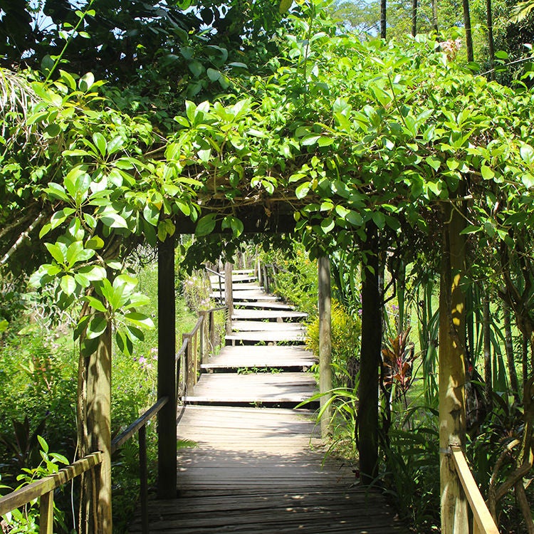 A lush walkway at Garden of the Sleeping Giant.