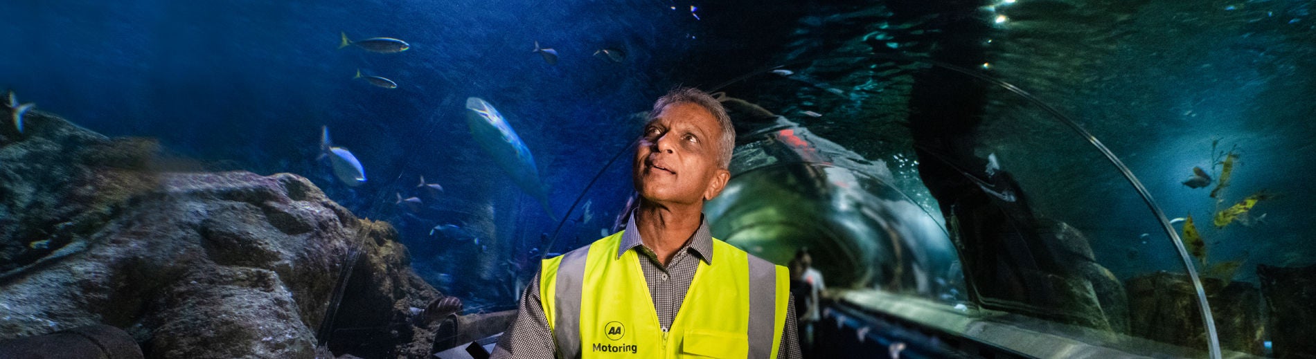 Person looking at the aquarium