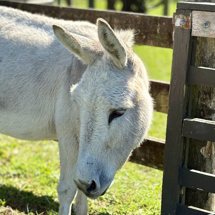 A resident donkey at Highfield Garden Reserve.