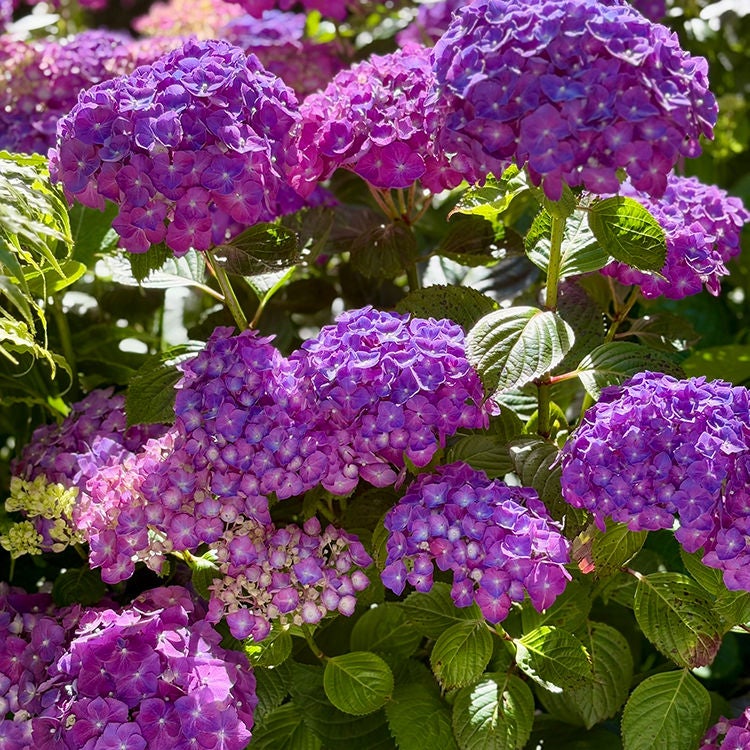 Purple hydrangeas at Puekiti.