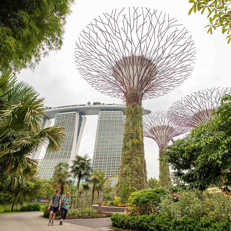 The huge, human-made super trees at Gardens by the Bay. Photo by Tim Cuff.