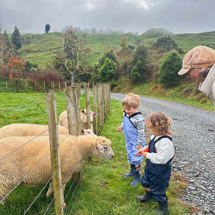Feeding the resident sheep at Ripples Retreat. Photo by Monica Tischler. 