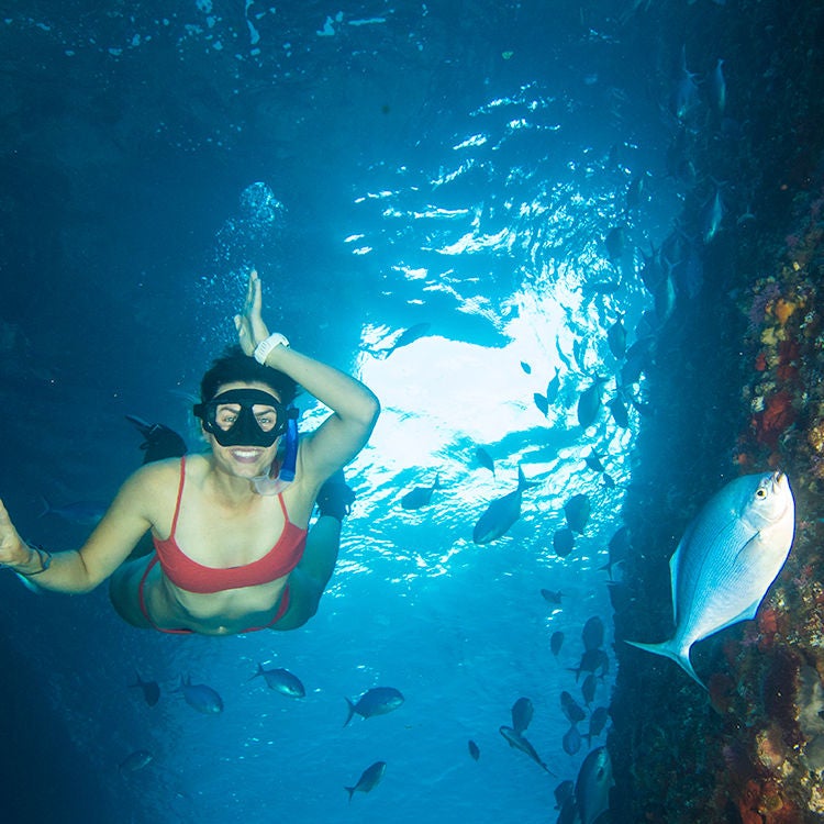 Explore beneath the surface at the Poor Knights Islands.