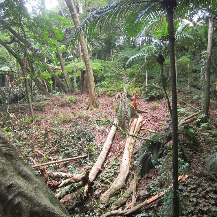  Marc Coppell has come across areas of bush in the Coromandel with inexplicably crushed trees. Photo by Mark Coppell.