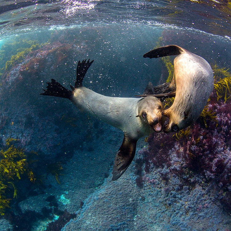 Playful seals in Narooma, NSW.