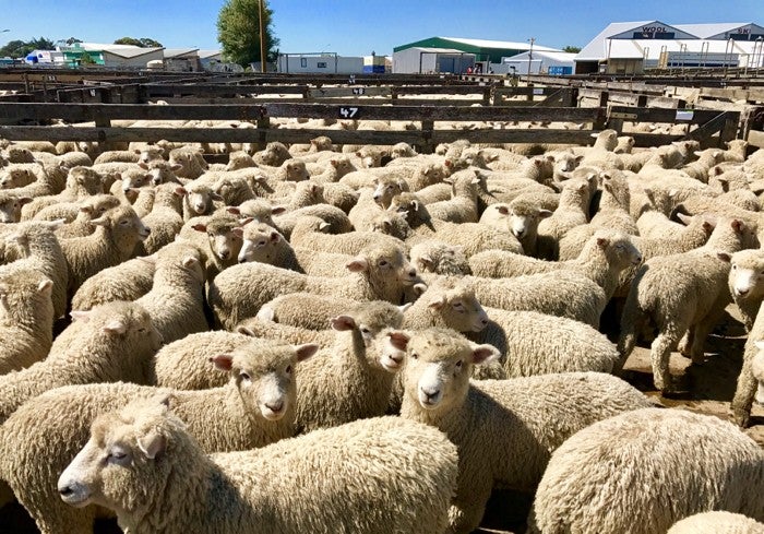 Saleyards