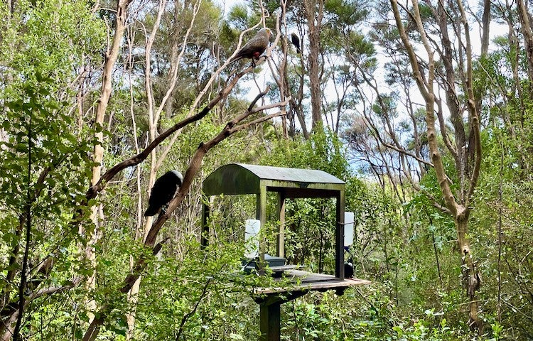 Orokonui Ecosanctuary