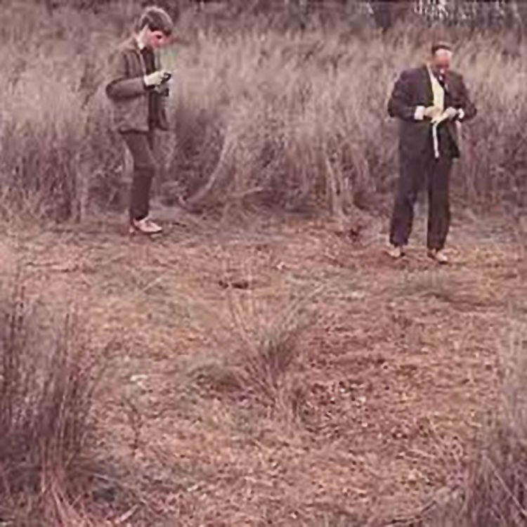 The mysterious Ngātea crop circles. Photo from Waikato Times.