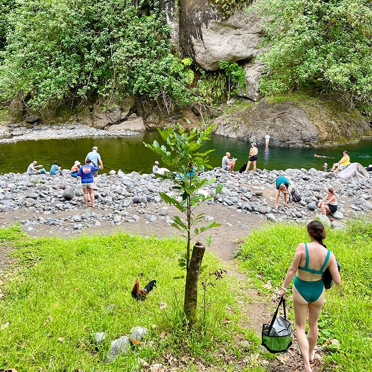  River swims in the Papenoo Valley. Photo by Jo Percival.
