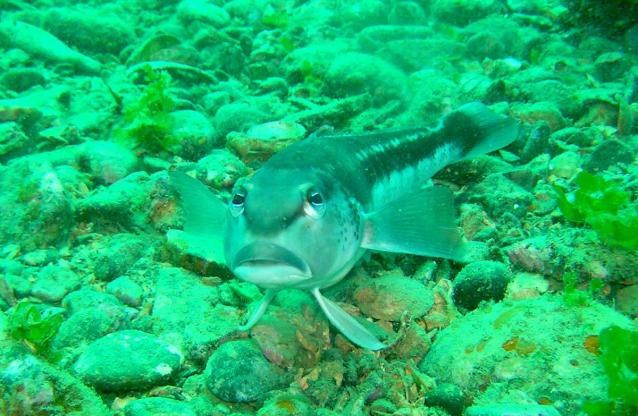 Blue Cod in the Long Island Marine Reserve 