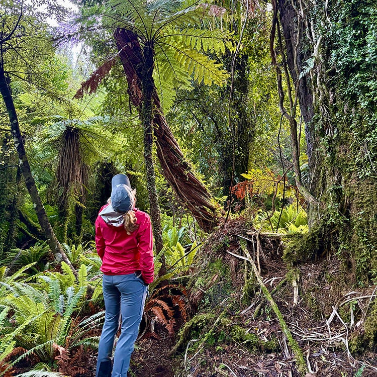 Huge rātā vines in the Fiordland bush. Photo by Jo Percival.