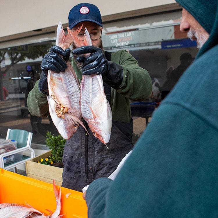  During summer, The Kai Ika project is supplied by both recreational and commercial fishers. Photo by Nicola Edmonds.