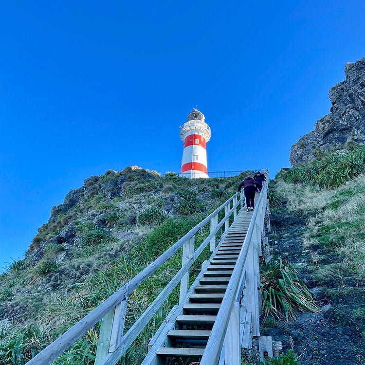  Climb the 250 steep steps to reach Cape Palliser lighthouse. Photo by Jo Percival.