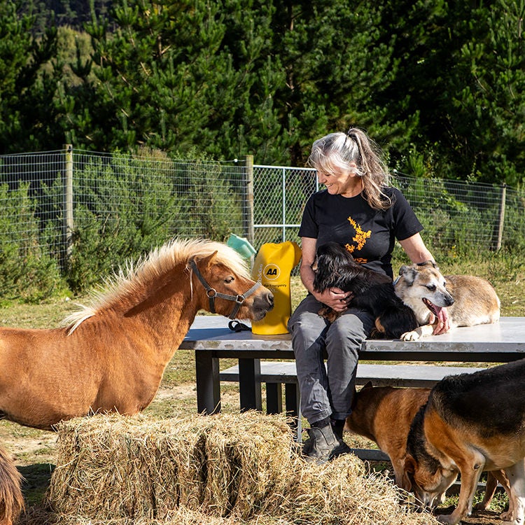 Create an evacuation for pets and animals in case of a major weather event. Photo by Nicola Edmonds.