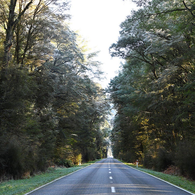 Beech forest lines the road to Lewis Pass.