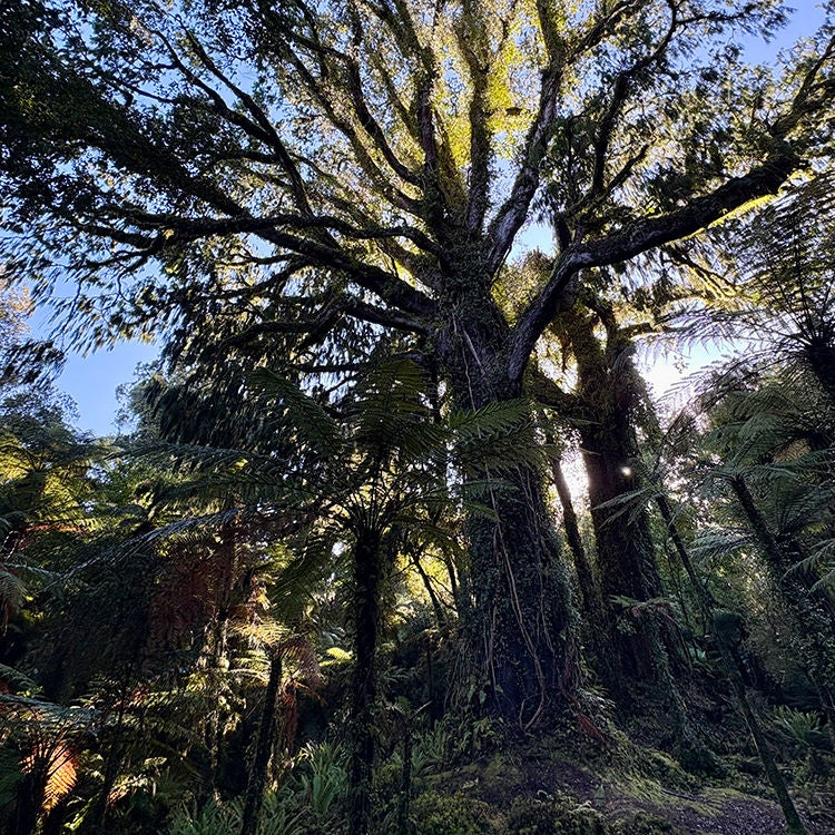An 850-year-old tree in remote Fiordland. Photo by Jo Percival.