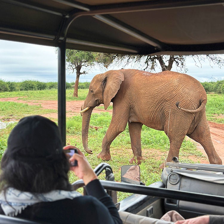 An elephant passes by at Madikwe Game Reserve. Photo by Jacqui Gibson.