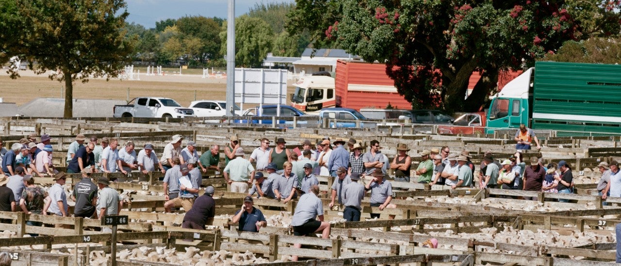 Feilding Saleyards