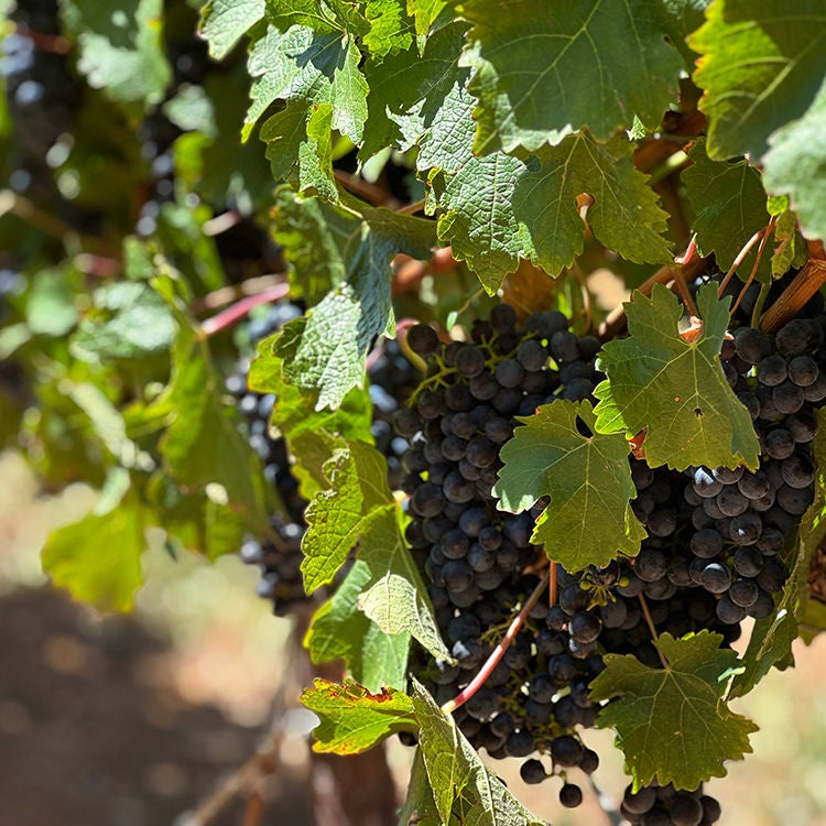 Grape vines at Cape Winelands. Photo by Jacqui Gibson.