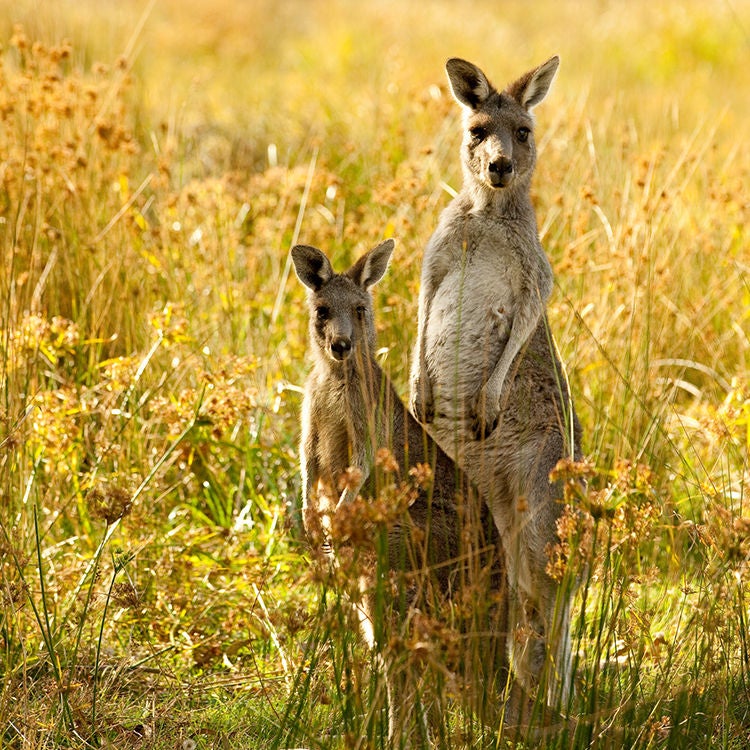Grampians kangaroos.