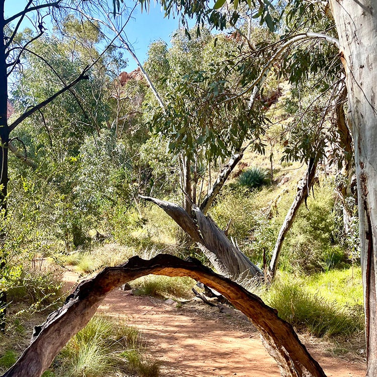 The walk to Standley Chasm.