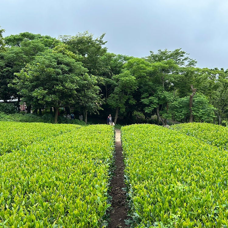 A green tea plantation in Jeju.