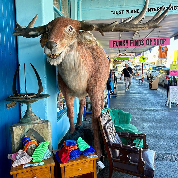Crazy curios at Just Plane Interesting in Paeroa. Photo by Jo Percival.