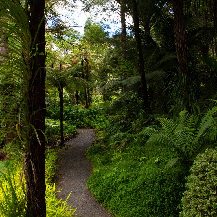 Tranquil forest walks at Rapaura Water Gardens