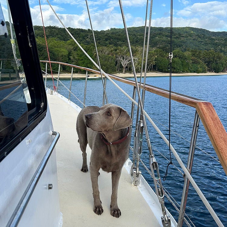 Chief Safety Officer and Lunch Clean Up Manager, silver Labrador Bowie. Photo by Monica Tischler.