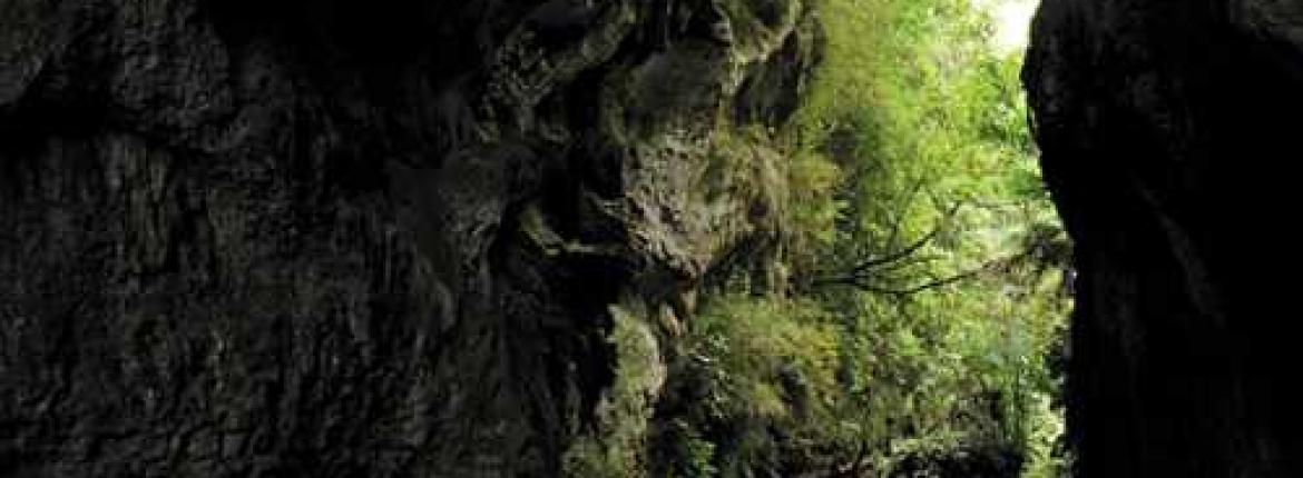 Waitomo-Cave-Light.jpg