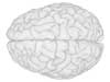 Brain tn2
