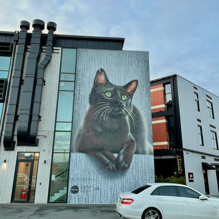 The mural of Olive, the most famous stray cat in Christchurch.