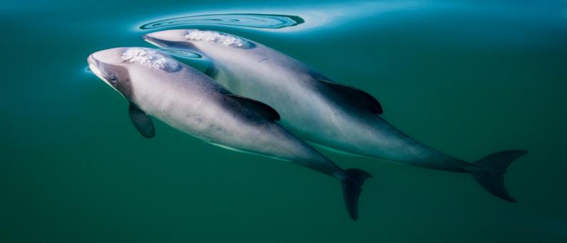 Akaroa dolphins