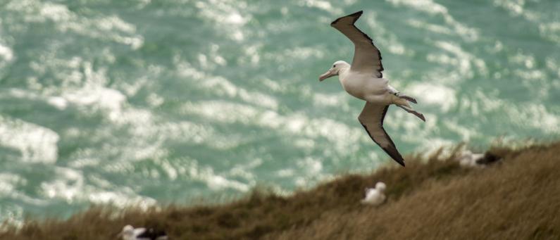 Otago Peninsula Albatross