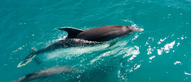 Bottlenose Dolphins Fiordland Marine Reserve FEATURE