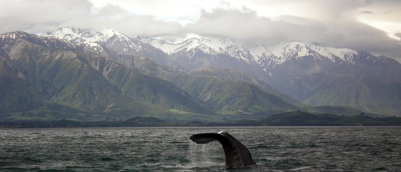 Hikurangi Marine Reserve Whale watching Kaikoura FEATURE 