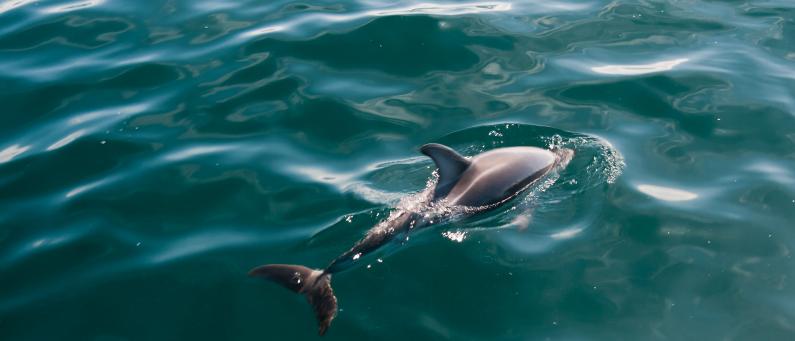 Long Island Marine Reserve Dusky dolphin FEATURE