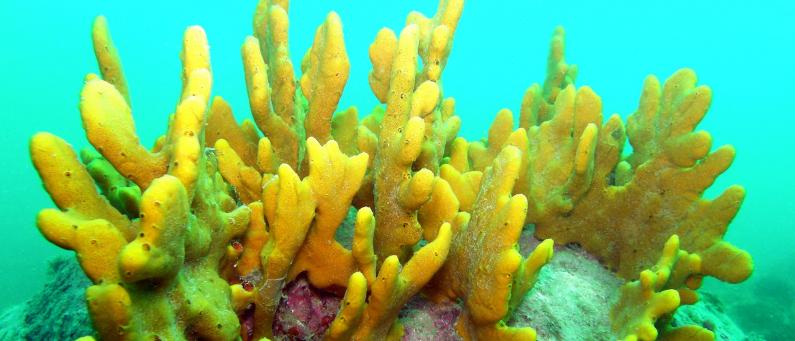 Yellow sponge at Paraninihi Marine Reserve 