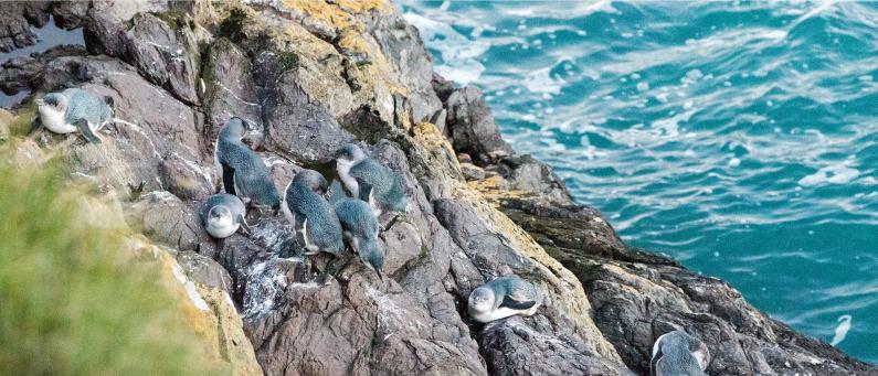 Pohatu Marine Reserve penguins FEATURE