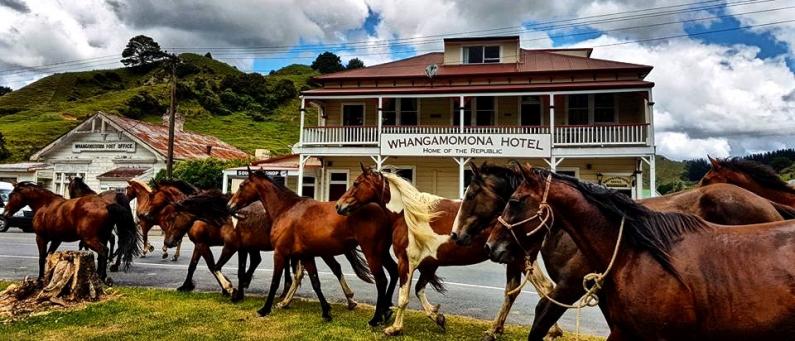 Whangamomona Horses