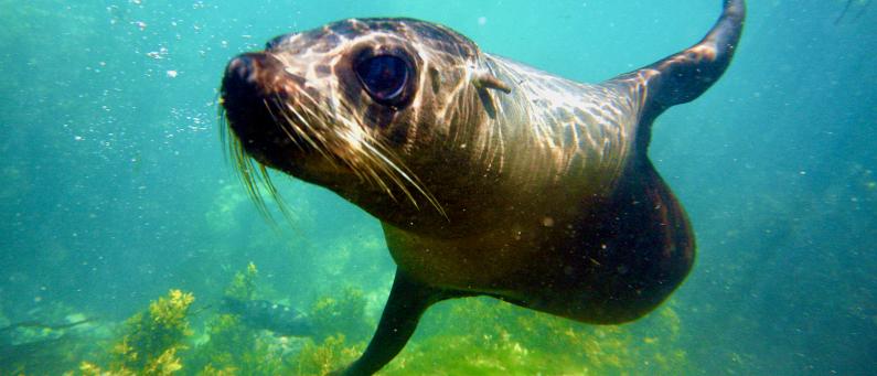 Seal Swim Kaikoura