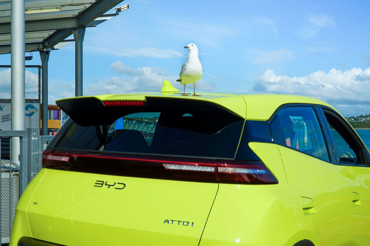 Seagull on top of car