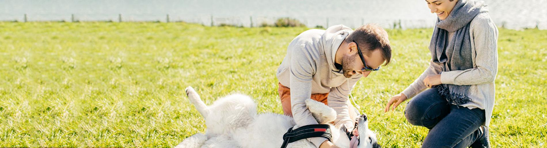 A couple with the man playing with their dog laying on the grass