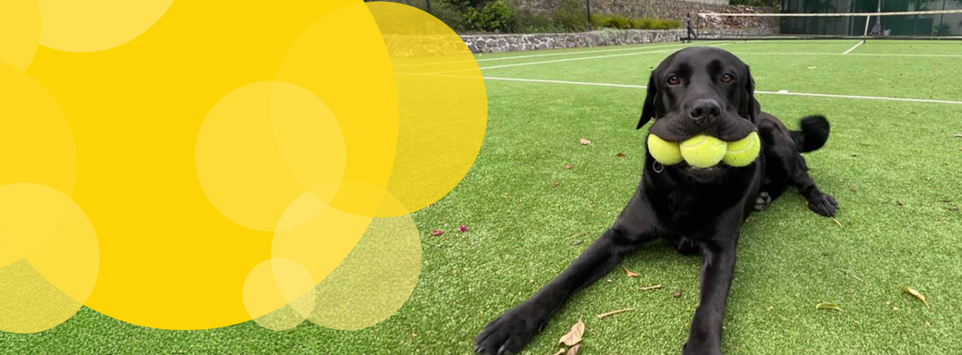 A cute dog smiling at the camera