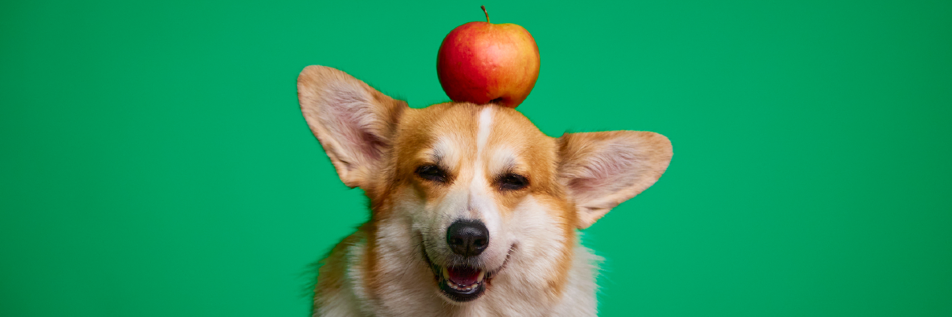 A corgi with an apple on top of his head in front of a green background