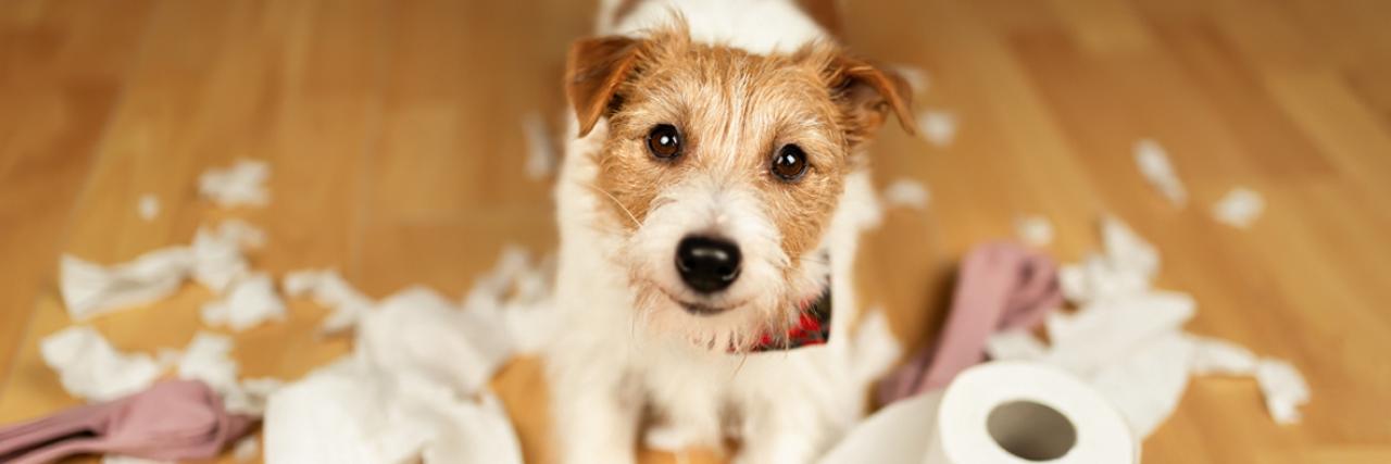 The Guilty Files: Top dogs getting up to no good